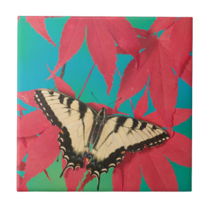 A Canadian Tiger Swallowtail Butterfly Tile