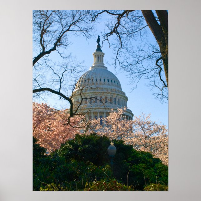 A Capital Cherry Blossom Poster (Front)