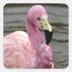 A captive photo of a Andean Flamingo Square Sticker