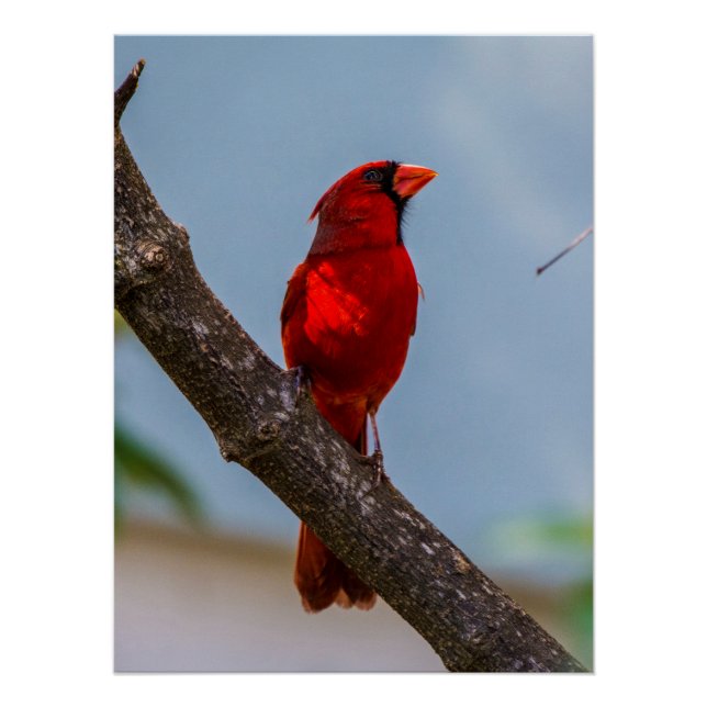 A Cardinal 20 x 26.67 Glossy Poster (Front)