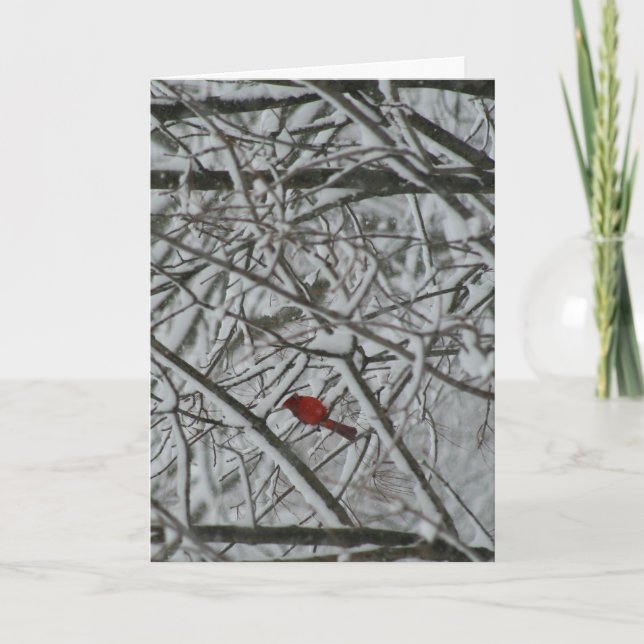A cardinal in the snowy trees holiday card (Front)