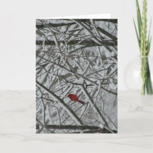 A carinal in the snowy trees holiday card