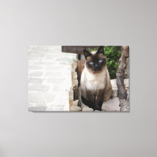A Cat Canvas Print