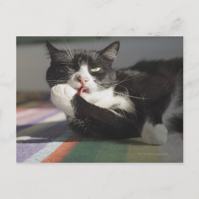 A Cat Licking It's Paw Postcard (Front)