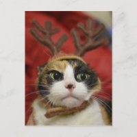 A cat wearing reindeer antlers