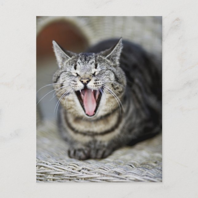 A cat yawning, Sweden. Postcard (Front)