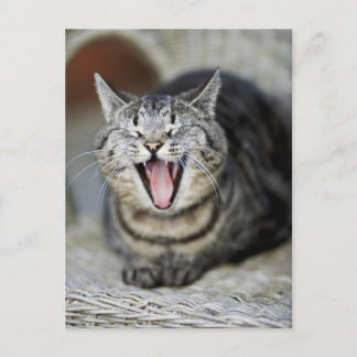 A cat yawning, Sweden. Postcard