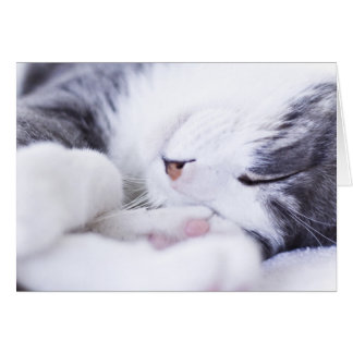 A cat's life Card empty