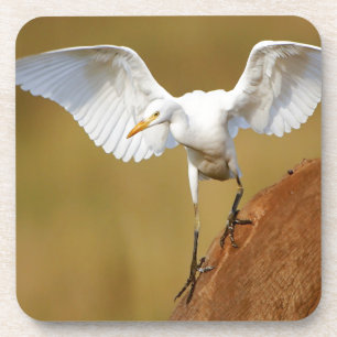 A Cattle Egret (Bubulcus Ibis) Descends Coaster
