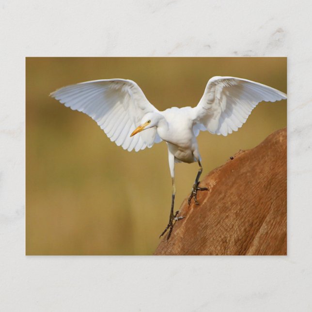 A Cattle Egret (Bubulcus Ibis) Descends Postcard (Front)