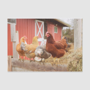 A Chaotic Chicken Portrait Part 2 Tissue Paper