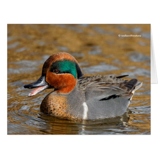 A Chatty Green-Winged Teal Duck at the Pond (Front Horizontal)