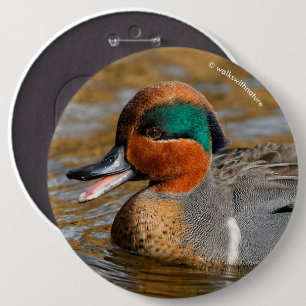 A Chatty Green-Winged Teal Duck at the Pond 6 Cm Round Badge