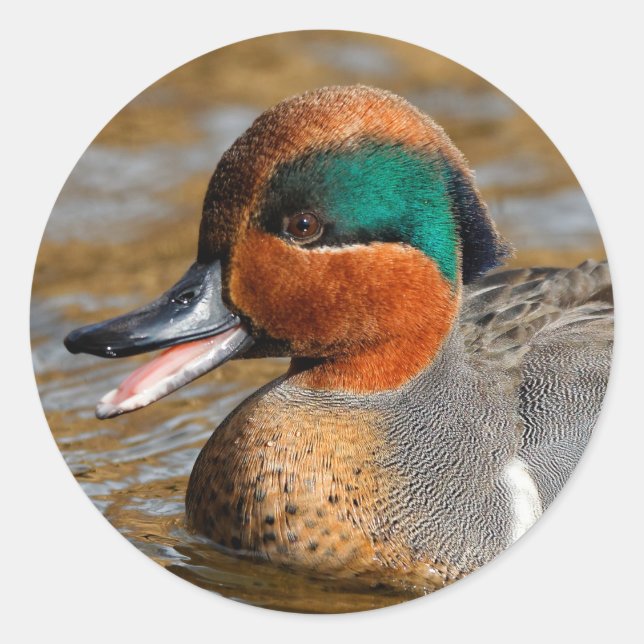 A Chatty Green-Winged Teal Duck at the Pond Classic Round Sticker (Front)