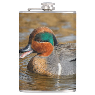 A Chatty Green-Winged Teal Duck at the Pond Hip Flask