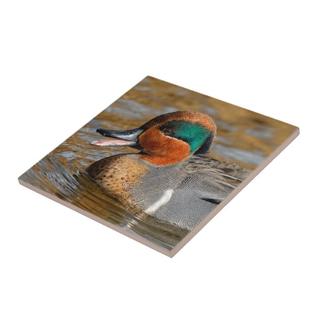 A Chatty Green-Winged Teal Duck at the Pond Tile (Side)