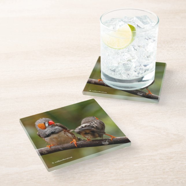 A Cheeky Pair of Zebra Finches Songbirds Glass Coaster (Angled)