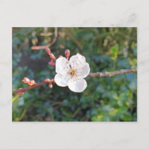 A Cherry Blossom - Morning Walk in the Park Postcard