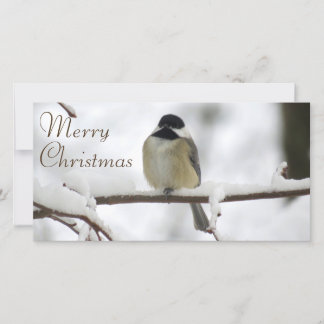 A Chickadee Christmas Holiday Card