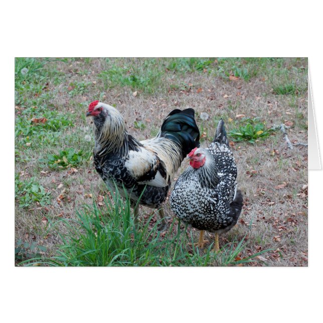 A Chicken and a Rooster make a Great Pair (Front Horizontal)