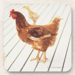 A Chicken and Two Chicks On a Wooden Floor, Coaster