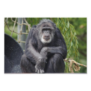 A Chimpanzee Sitting and Staring Photo Print