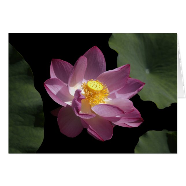 A Chinese Lotus Flower (Front Horizontal)