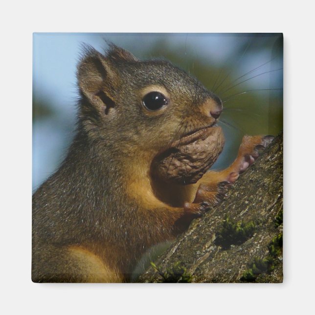 A Chipmunk's Treasures Magnet (Front)