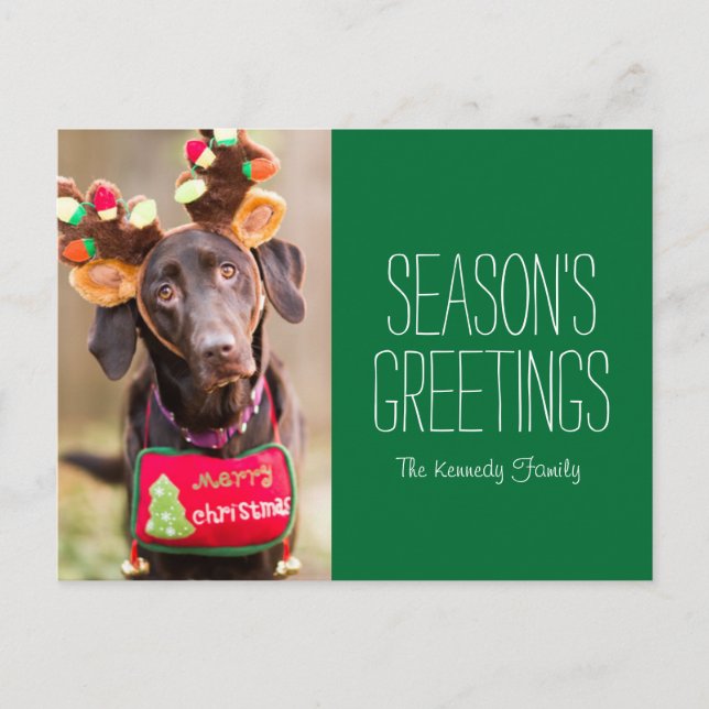 A Chocolate Labrador Retriever dog Postcard (Front)