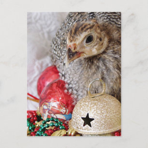A Christmas Guinea Holiday Postcard