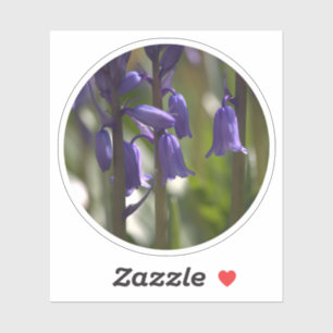 A Circle of Bluebells in dappled spring sunlight