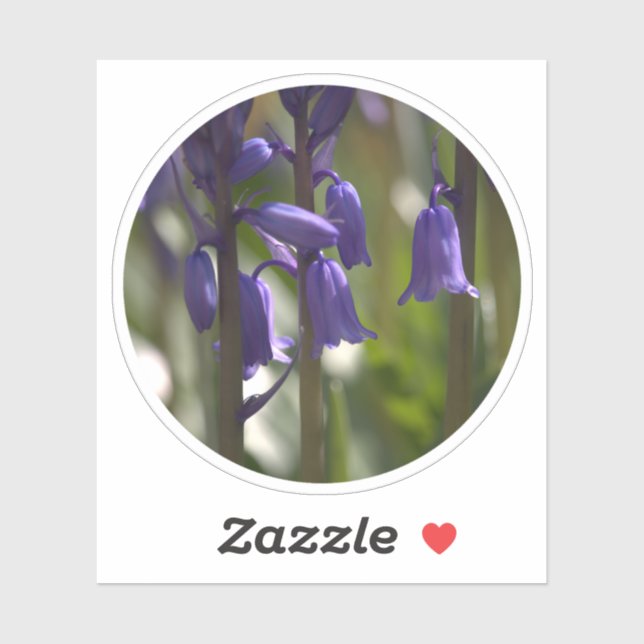 A Circle of Bluebells in dappled spring sunlight (Sheet)
