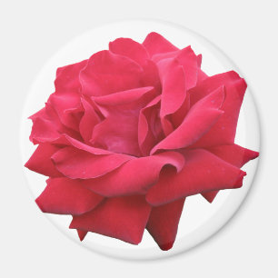 A Classic Red Rose Magnet