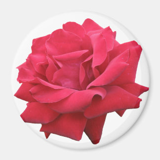 A Classic Red Rose Magnet