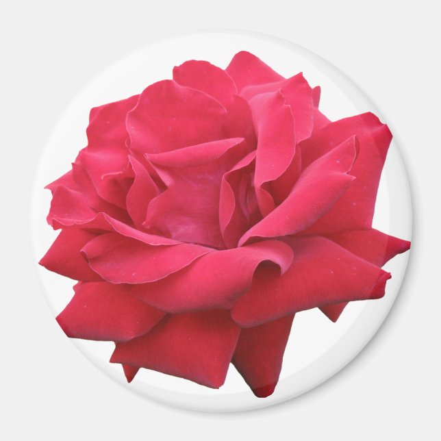 A Classic Red Rose Magnet (Front)