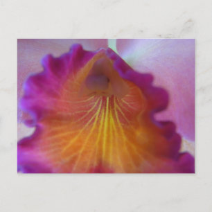 A close-up of a Cattleya orchid. Postcard