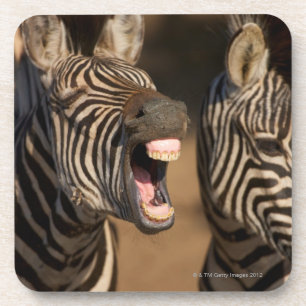 A close-up of a Zebra showing its teeth, Coaster