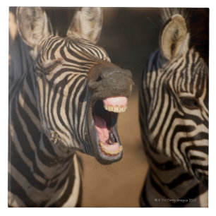 A close-up of a Zebra showing its teeth, Tile