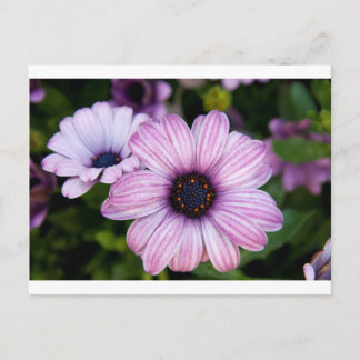 A close view of  a kind of daisy, Bodrum daisy Postcard
