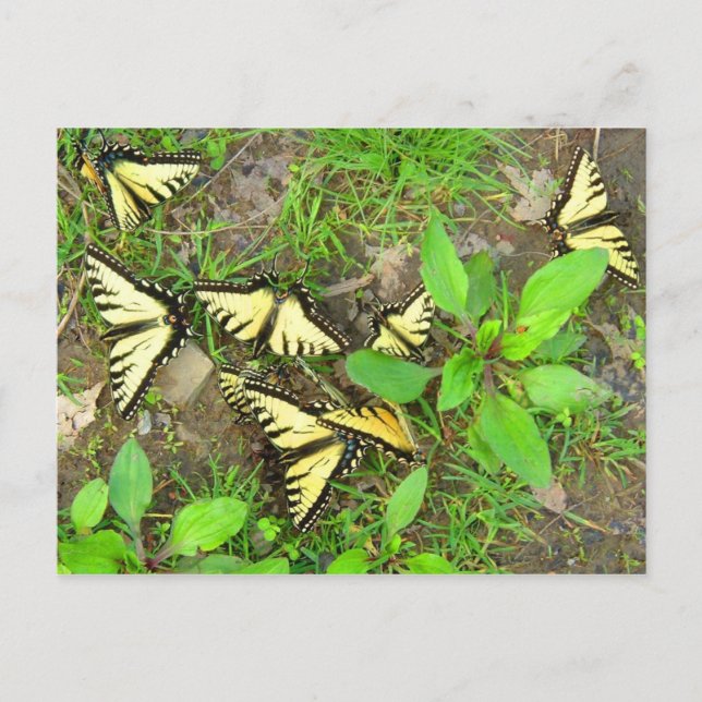 A Cluster of Butterflies Postcard (Front)