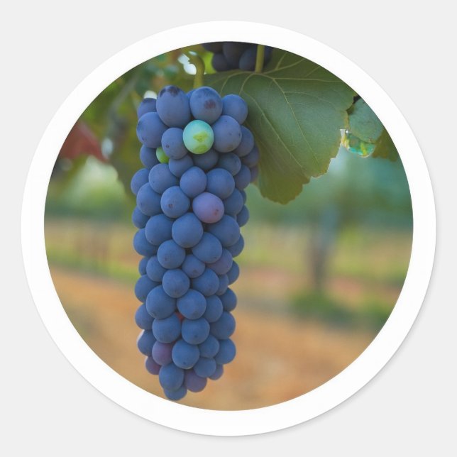 A Cluster of Fresh Purple Grapes  Classic Round Sticker (Front)