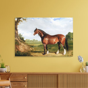 A Clydesdale Stallion Canvas Print