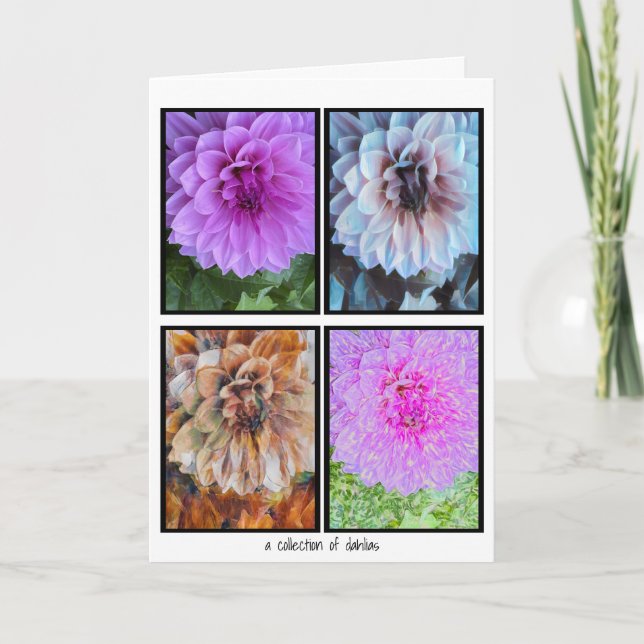 A Collection of Dahlias Card (Front)