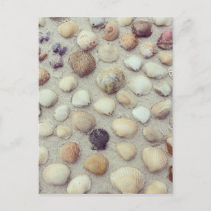A Collection Of Seashells Postcard