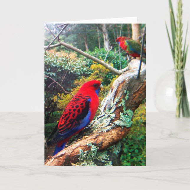 A colour photograph of a Crimson Rosella. Card (Front)