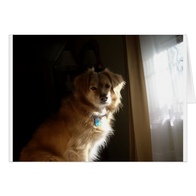 A comfort retriever (Front Horizontal)