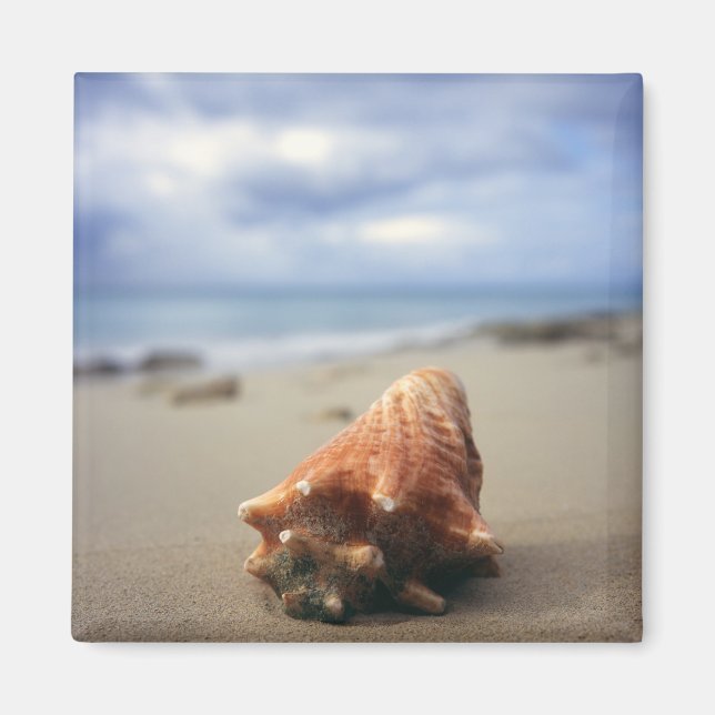A Conch Shell On The Beach | St. Croix, Usvi Magnet (Front)