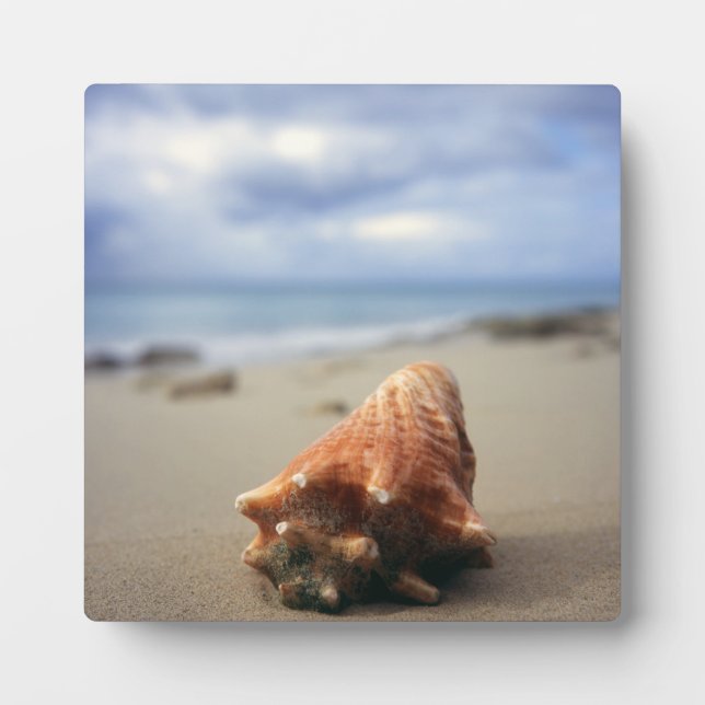 A Conch Shell On The Beach | St. Croix, Usvi Plaque (Front)