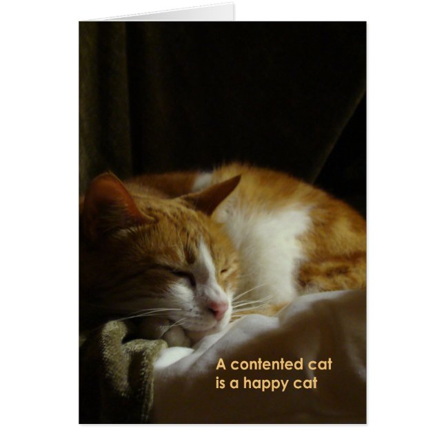 A contented cat... (Front)