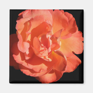 A Coral Coloured Rose... Magnet
